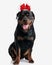 adorable rottweiler puppy wearing christmas headband and panting