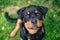 Adorable Rottweiler sitting in lush green grass, gazing upward with a look of curiosity in its eyes