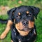 Adorable Rottweiler sitting in lush green grass, gazing upward with a look of curiosity in its eyes