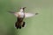 Adorable Rufous Hummingbird Hovering in Flight Deep in the Forest