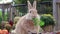 Adorable Rufus Rabbit eats parsley surrounded by fall pumpkins funny face at end