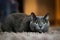 Adorable Russian Blue purebreed cat laying on carpet