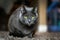 Adorable Russian Blue purebreed cat laying on carpet