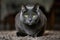 Adorable Russian Blue purebreed cat laying on carpet