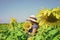 Adorable rustic child girl enjoy summer at sunflowers field, freedom concept