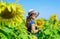 Adorable rustic child girl enjoy summer at sunflowers field, happy day outdoors