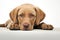 Adorable, sad Labrador retriever puppy captured in repose on a white surface