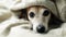 Adorable Sad relaxed sleepy dog eyes aunder the blanket. Napping at cozy bed. Pet comfortable rest care. Video footage