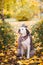 Adorable Saint Bernard dog wearing knitted scarf and cap is sitting on fallen yellow leaves. Autumn in park