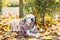 Adorable Saint Bernard dog wearing knitted scarf is lying on fallen yellow leaves. Autumn in park