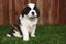 Adorable Saint Bernard Pup