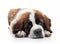 Adorable Saint Bernard Puppy Lying Down