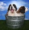 Adorable Saint Bernard Pups