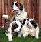 Adorable Saint Bernard Pups