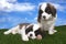 Adorable Saint Bernard Pups