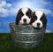 Adorable Saint Bernard Pups