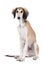 Adorable saluki puppy sitting on white