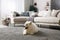 Adorable Samoyed dog on floor in room