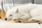 Adorable Samoyed dog lying on soft blanket