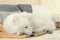 Adorable Samoyed dog sleeping