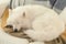 Adorable Samoyed dog sleeping on blanket