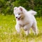 Adorable samoyed puppy is running and jumping