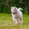 Adorable samoyed puppy is running and jumping