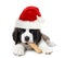 Adorable Santa Clause Saint Bernard Puppy
