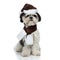 Adorable santa shih tzu wearing scarf sitting