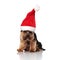 Adorable santa yorkshire terrier looks down while sitting