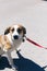 Adorable scared brown and white dog portrait in sunny street, homeless doggy on a walk