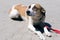 Adorable scared brown and white dog portrait in sunny street, homeless doggy on a walk