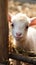 Adorable scene Baby goat playing with bamboo fence in farm