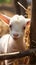 Adorable scene Baby goat playing with bamboo fence in farm