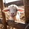 Adorable scene Baby goat playing with bamboo fence in farm