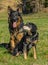 Adorable scene of a German shepherd and New Zealand Huntaway dogs resting together in the meadow