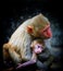 Adorable scene of a mother monkey hugging her baby