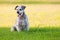 Adorable schnauzer dog sitting in grass with copyspace.