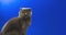Adorable scottish fold cat, animal studio portrait with copy space, place for your text, blue background