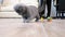 Adorable scottish fold kitten plays with a red laser dot