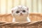 Adorable Scottish fold kitten stands charmingly in a bamboo basket