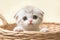 Adorable Scottish fold kitten stands charmingly in a bamboo basket