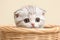 Adorable Scottish fold kitten stands charmingly in a bamboo basket