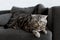 adorable scottish straight cat lying on couch