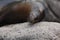 Adorable Sea Lion Getting Rubbed from a Rock