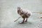 Adorable seagull baby walking