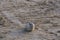 Adorable seal moving on sands of a beach