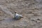 Adorable seal moving on sands of a beach