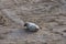 Adorable seal moving on sands of a beach