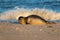 Adorable seal on a sandy shore on background of waves